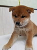 「【WAN'S】新しいワンちゃん増えてます！柴犬」
