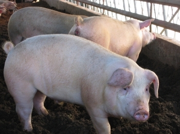 豚はストレスの少ない環境で伸び伸びと育ちます！「有限会社 中村畜産」
