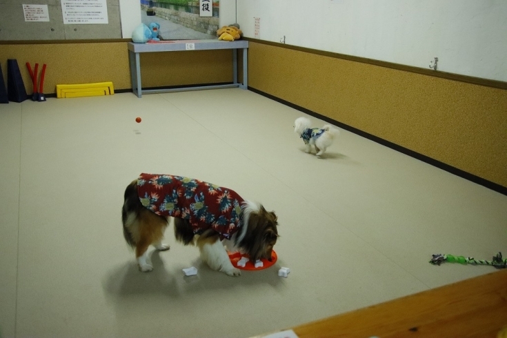 レオ＆ラテちゃん「今日のお友達」