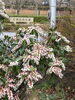 引揚記念公園の花「ソメイヨシノの花が咲き始めました！」