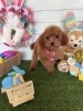 トイプードル カット「ðŸ¶ã€ãƒšã‚ニーズã€ãƒãƒ¯ãƒ¯ã€ãƒˆã‚¤ãƒ—ードルã€ãƒˆãƒªãƒŸãƒ³ã‚°ã®ãŠå‹é”ðŸ£ã€