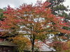 「【西条市丹原町古田】西山興隆寺のもみじが紅葉しています」