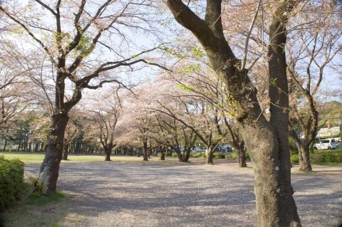 芝生広場周辺の桜