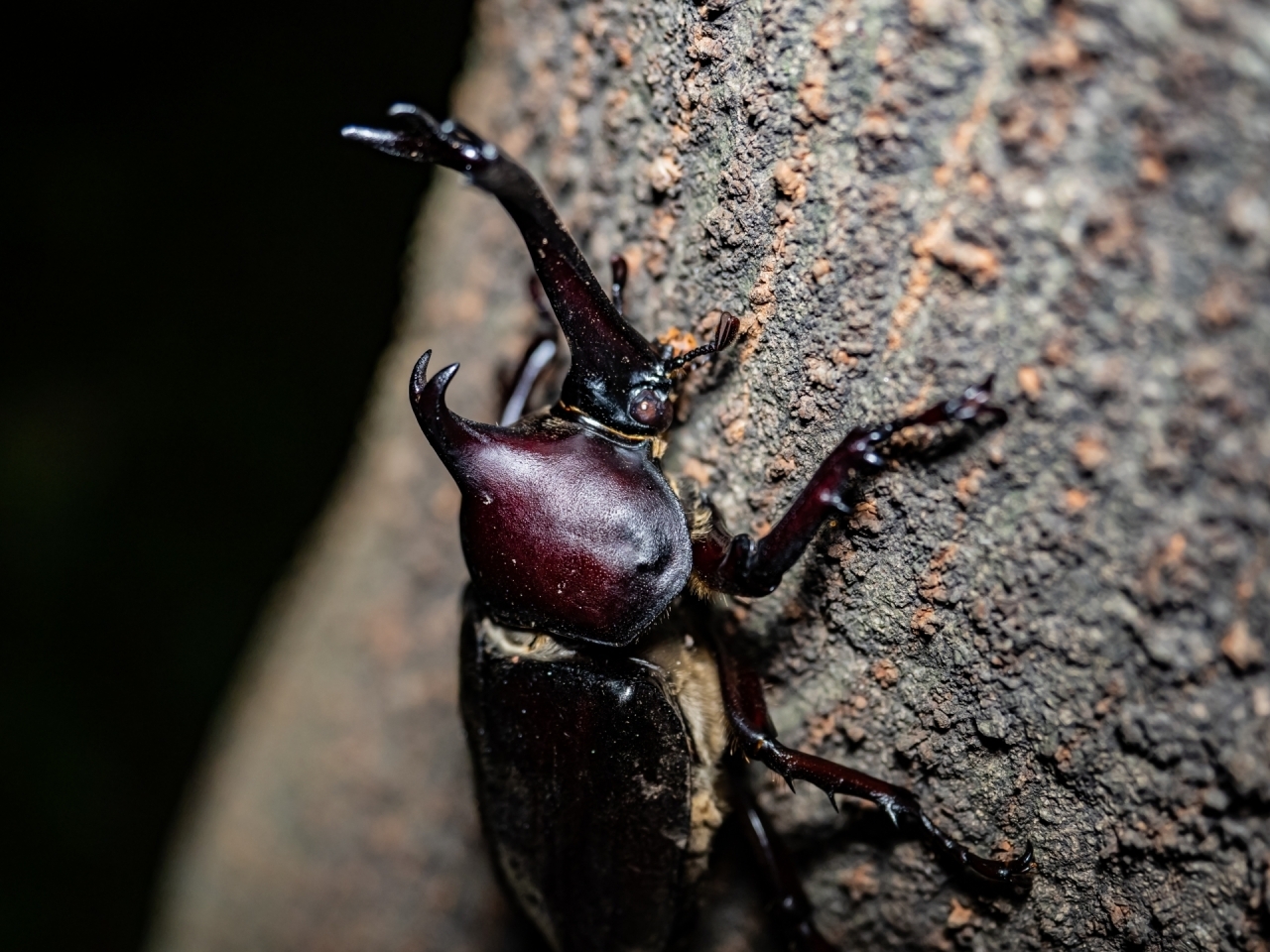 人気の虫を探そう 市川市内でおすすめの虫取りスポット 船橋 市川 習志野 八千代でおすすめの虫取り 虫観察スポットまとめ まいぷれ 市川市 人気の虫を探そう 市川市内でおすすめの虫取りスポット 船橋 市川 習志野 八千代でおすすめの虫取り 虫観察スポットまとめ まいぷれ 市川市