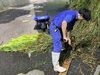 押切り機で茎を切り落とします「🐘グルメなゾウたち」