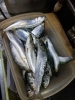 佐島のイワシ「初物　朝獲れ生しらす」