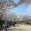 虎渓公園｜多治見市の桜スポット