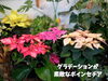 「お花で暮らしに彩りを！魚沼市の佐藤花店さん、季節のお花たくさん入荷しています。」