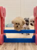 嵐ちゃんジャンプ💨「ましゅまろ幼稚園🐾」
