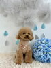 マルくん「わんこと梅雨」