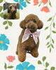 「Dog salon mofu mofu　余市町」