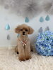 くろまめちゃん「わんこと梅雨☔️」