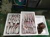 「📣本日のお魚情報🐟」
