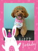 「Dog salon mofu mofu　余市町」