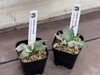 「人気のビカクシダが、新たに入荷しました☺️🌼」