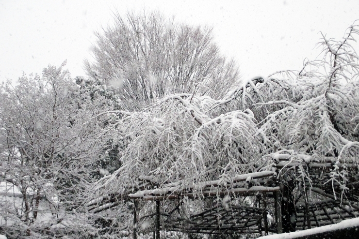 大雪警報発表！　あ！　本当だ！　雪景色。