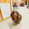 ライラちゃん「今日のお友達」