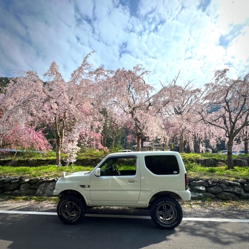 ジムニーと枝垂れ桜「桜のおすすめスポット✨」