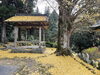 樹齢300年の大イチョウ「紅葉🍁の霊山」