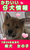 「NEWフェイス　仔犬情報」