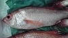 「高級魚!!　赤むつ（のどぐろ）」