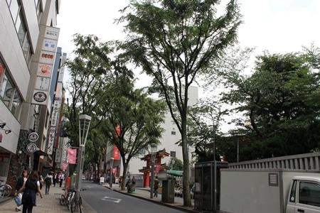 緑が色濃くなった街路樹のケヤキ（神楽坂通り）。