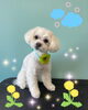 「可愛い子ちゃん♡ Dog salon mofu mofu 余市町」