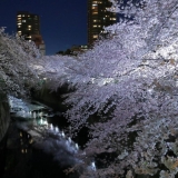 【2018年】新宿で夜桜見物！　神田川遊歩道・妙正寺川・外堀