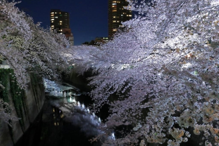面影橋から見た夜桜（昨年の様子）