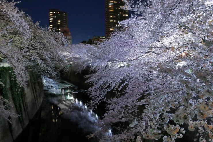 18年 新宿で夜桜見物 神田川遊歩道 妙正寺川 外堀 お花見するならここ 新宿区の 桜 特集 21年 しんじゅくノート 新宿区