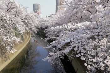 面影橋から見た昼の桜