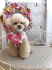 嵐ちゃん「わんこと秋桜　🐶」