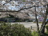「魚魚の宿　西海橋の桜満開です🌸」