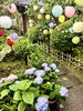 紫陽花「本日の境内の様子です」