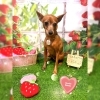 ミニピン　シャンプー「🐶ペットホテルについて🏠3月new背景🍓」