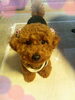 「わが家の愛犬♪ ダイヤちゃん☆」