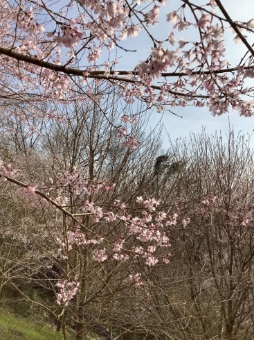エドヒガン桜の花「エドヒガンの森へ行ってきました！」