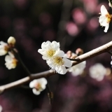 【No.427】梅が咲いたよ１