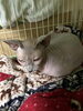 シオンちゃん「ねこ いぬ 預かり 宿泊 【札幌 北区 上篠路 catbeard キャトビヤード⠀】」