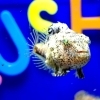 フウセンウオ「夏休みイベント！大人気！解説付きお魚のゴハンの時間！」
