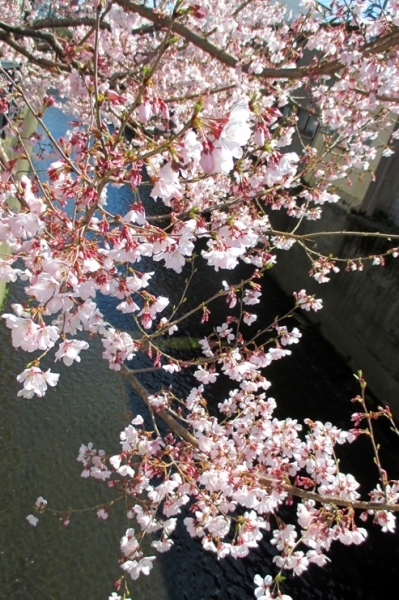 桜にも　個性があるのだな　他より早く目立ちたがり屋や<br>咲き始め　結構おもしろぞ<br><br>稀に見る早さの開花宣言　満開が楽しみじゃ