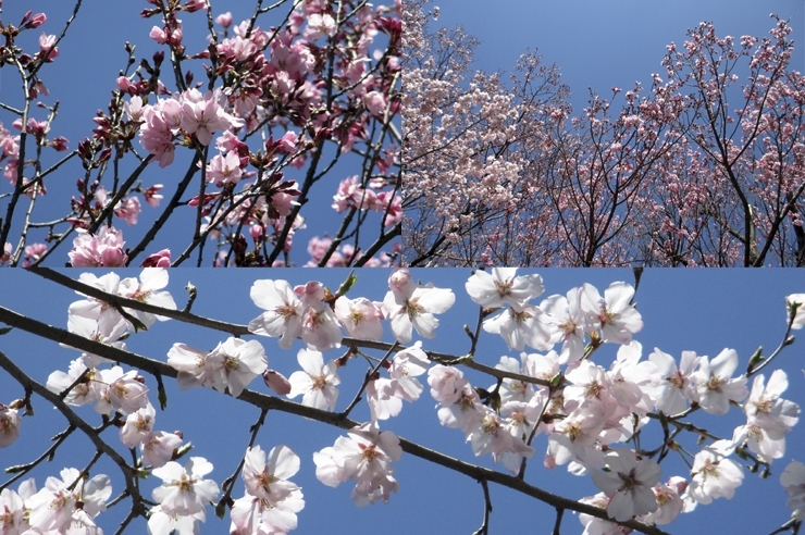 中落合公園の一角　数種類の桜だね