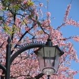 【No.429】桜の開花宣言が出た日に1