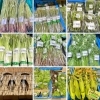 「地元の山菜『淡竹』入荷します！道の駅木曽福島」