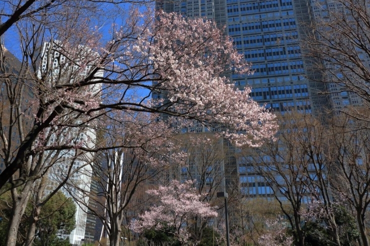 区民の森の高遠小彼岸桜　見ごろになっています。