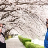 【3月23日】　桜の季節がやってきました　（予告）