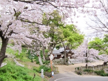 (2)住吉桜