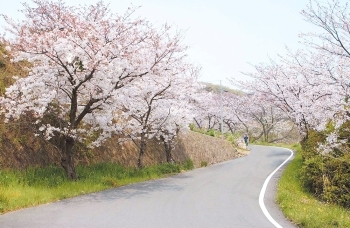 (1)桜並木の道