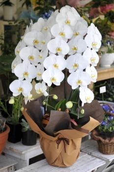 お祝いなどの贈答花にピッタリの洋蘭「フラワーショップ ぐりーんろーず 山形屋店」
