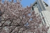 開花速報 新宿中央公園を中心とした 新宿区内にある桜の様子 お花見するならここ 新宿区の 桜 特集 21年 しんじゅくノート 新宿区